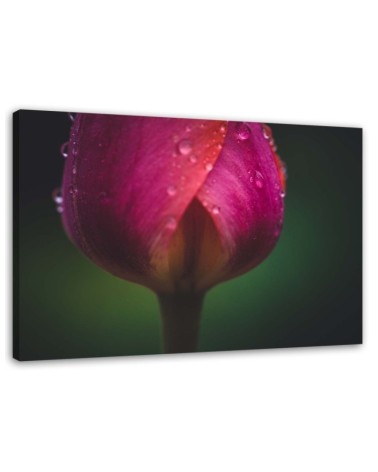 Modern Canvas painting for living room - Rose in dewdrops | FEEBY
