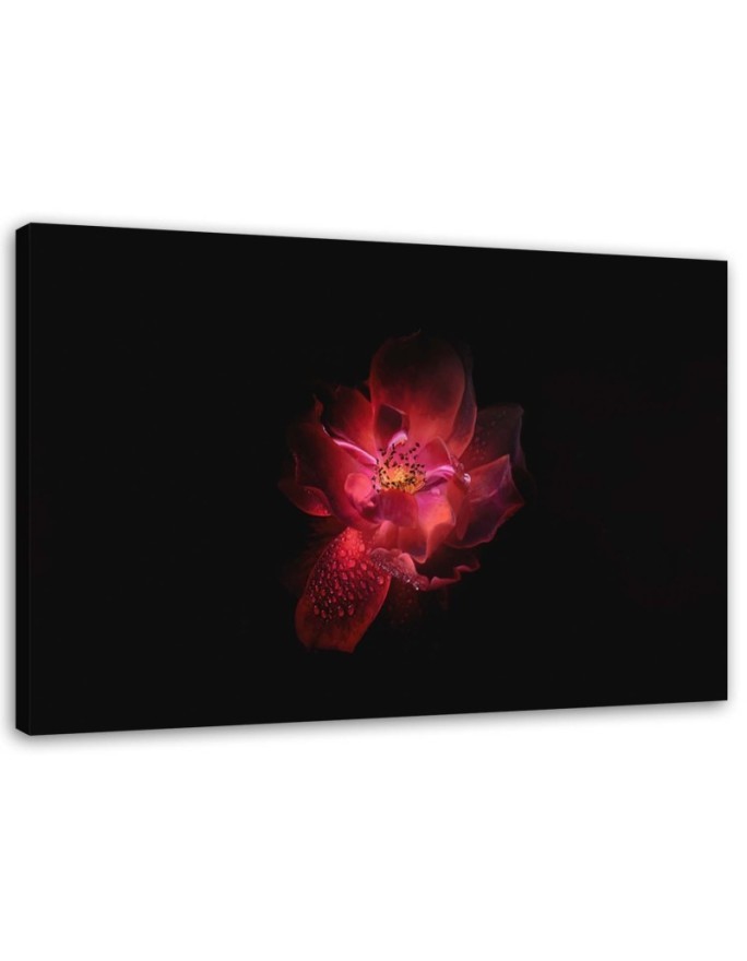 Leinwandbild modern - Nachtblume | Feeby