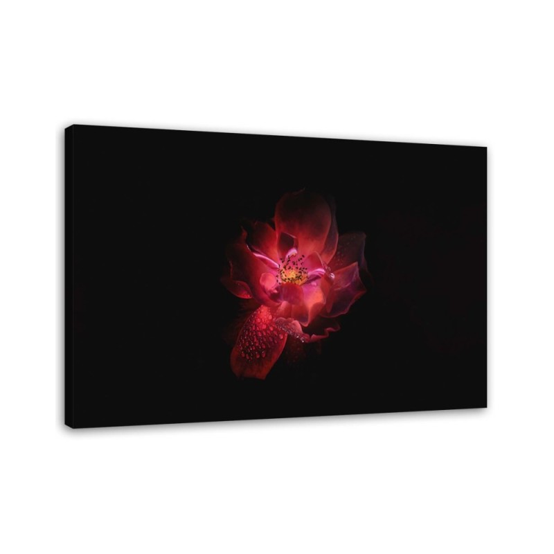 Leinwandbild modern - Nachtblume | Feeby