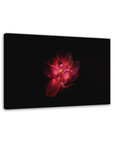 Canvas prints for living room - Red flower on black background | FEEBY