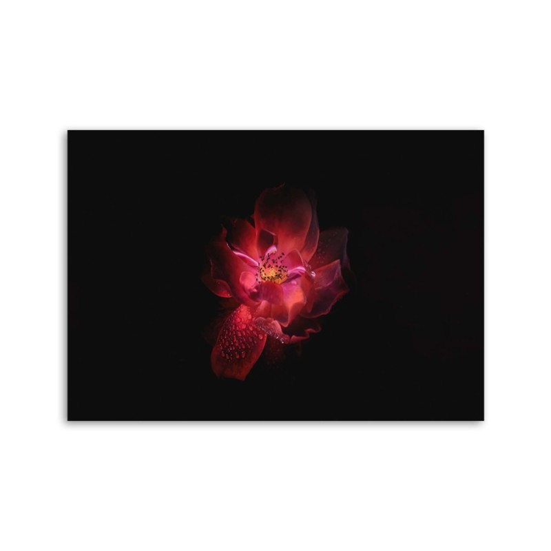 Leinwandbild modern - Nachtblume | Feeby