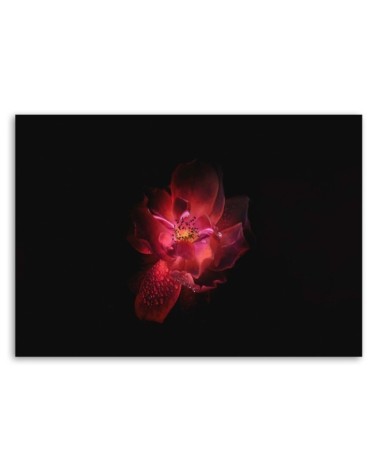 Leinwandbild modern - Nachtblume | Feeby