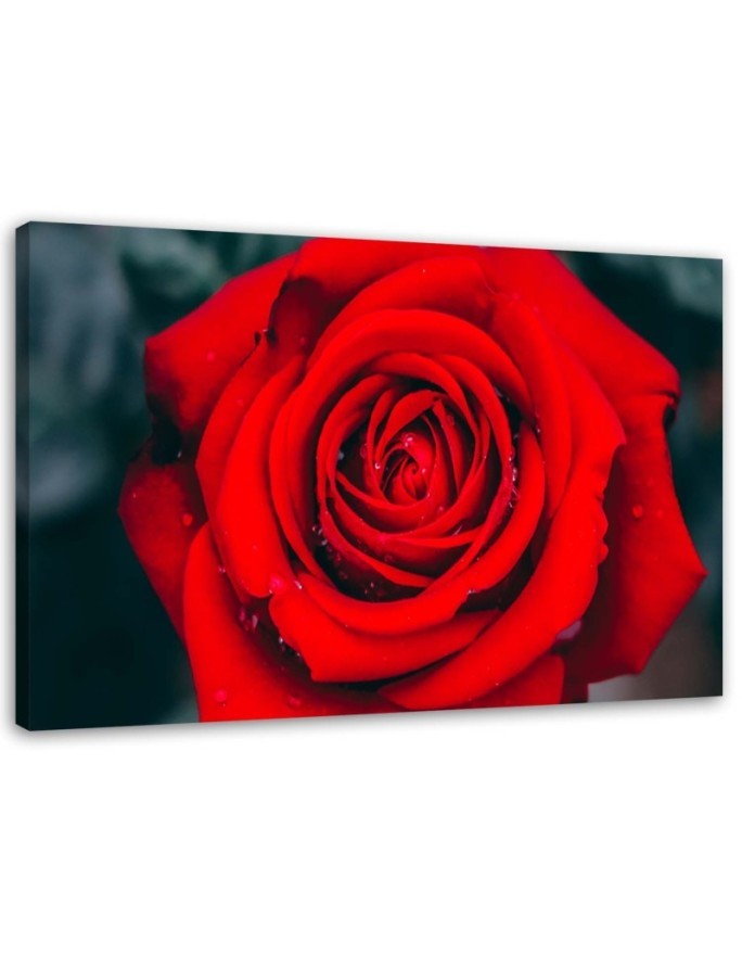Wandbild für Wohnzimmer - Schöne rote Rose | Feeby