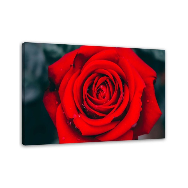 Wandbild für Wohnzimmer - Schöne rote Rose | Feeby