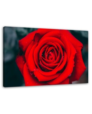 Wandbild für Wohnzimmer - Schöne rote Rose | Feeby