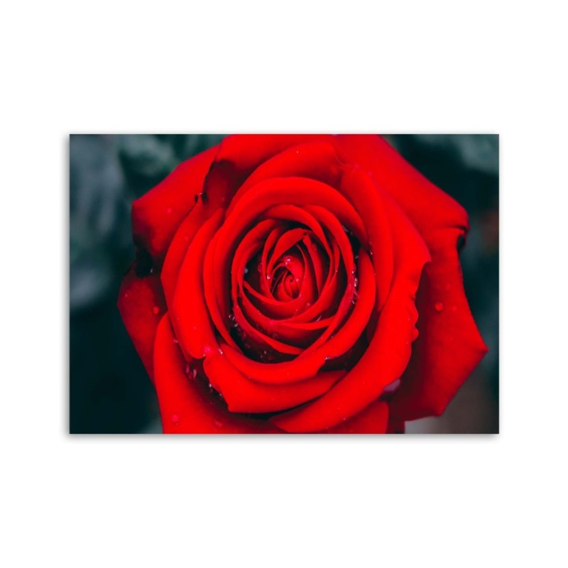 Wandbild für Wohnzimmer - Schöne rote Rose | Feeby