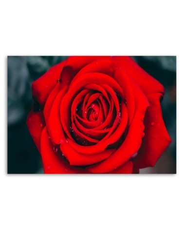 Wandbild für Wohnzimmer - Schöne rote Rose | Feeby