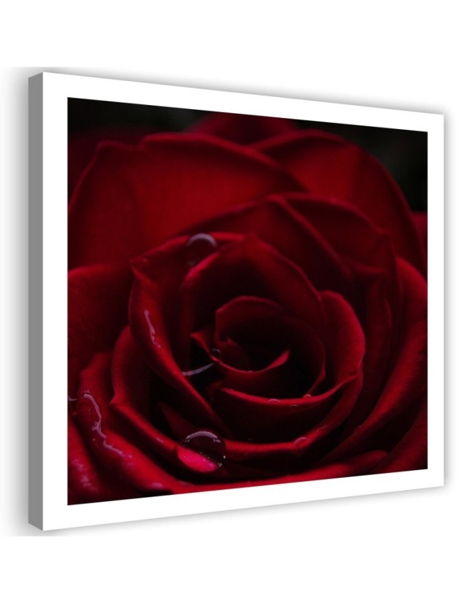 Modernes Wandbild - Der Charme der roten Rose | Feeby