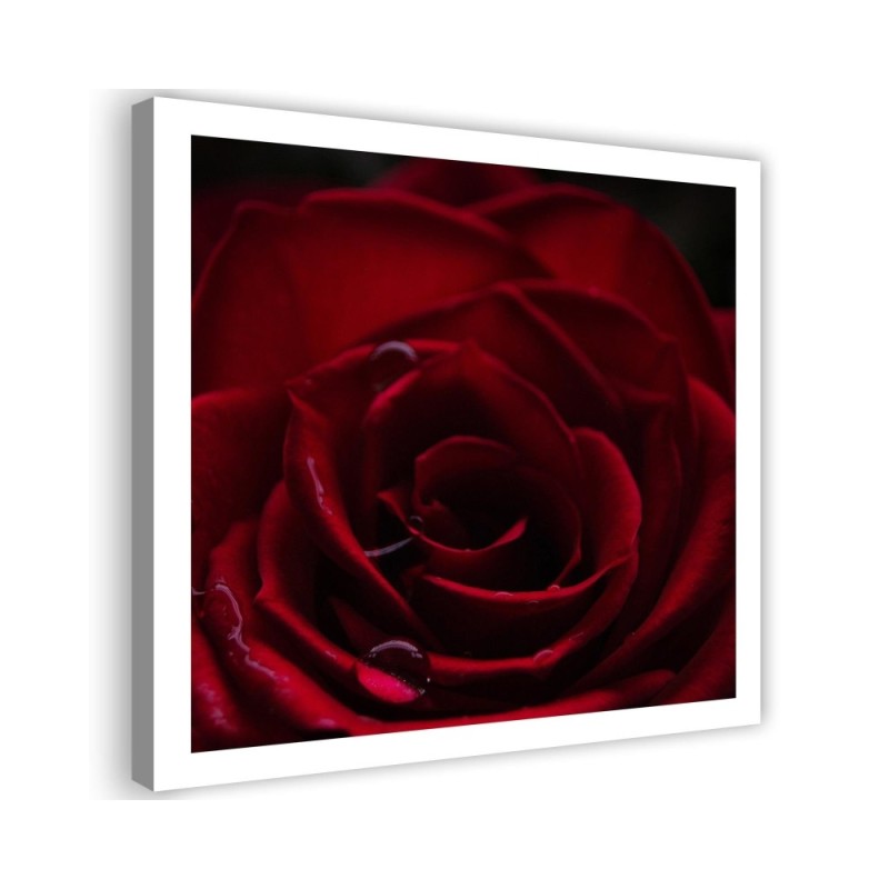 Modernes Wandbild - Der Charme der roten Rose | Feeby