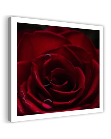 Modernes Wandbild - Der Charme der roten Rose | Feeby