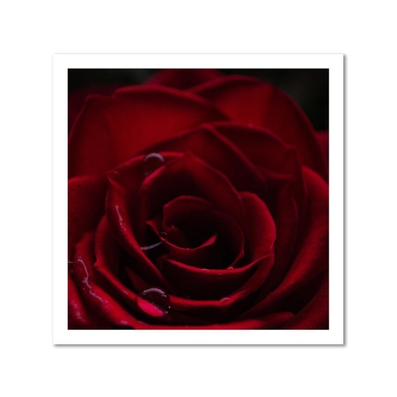 Modernes Wandbild - Der Charme der roten Rose | Feeby