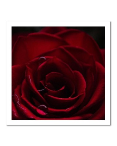 Modernes Wandbild - Der Charme der roten Rose | Feeby