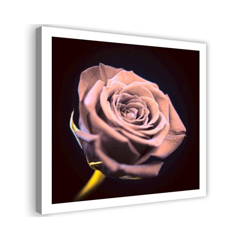 Bild auf Leinwand - Rose in der Dunkelheit | Feeby