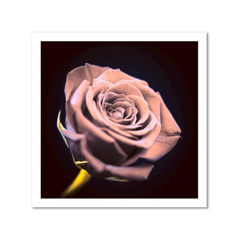 Bild auf Leinwand - Rose in der Dunkelheit | Feeby