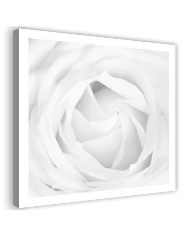 Leinwandbild modern - Weiße Rose | Feeby