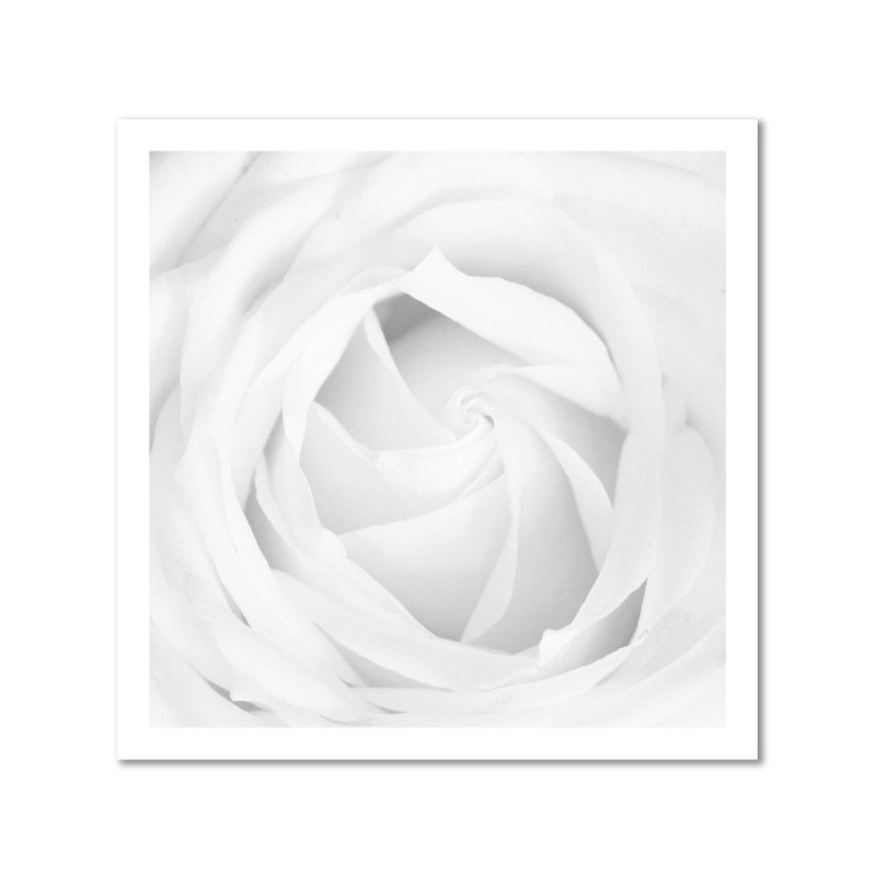 Leinwandbild modern - Weiße Rose | Feeby