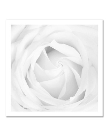 Leinwandbild modern - Weiße Rose | Feeby