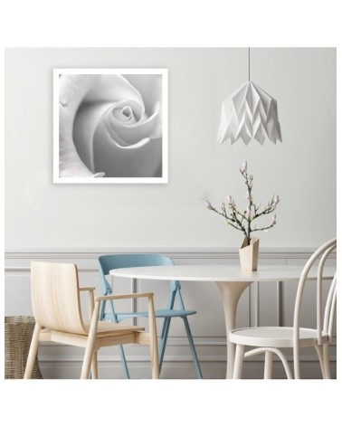 Bild auf Leinwand - Weiße Rose in einer Nahaufnahme | Feeby