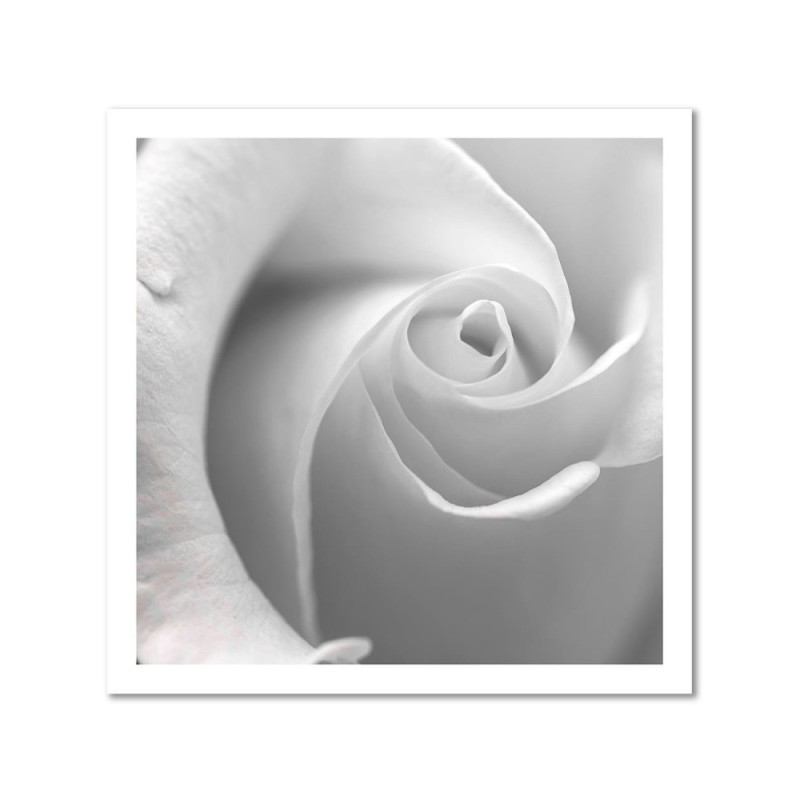 Bild auf Leinwand - Weiße Rose in einer Nahaufnahme | Feeby