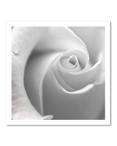 Bild auf Leinwand - Weiße Rose in einer Nahaufnahme | Feeby