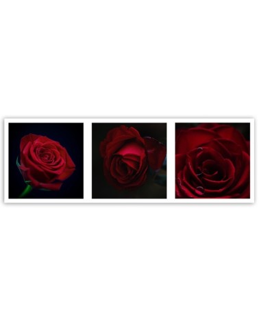 Leinwandbild - Rote Rosen - Satz | Feeby