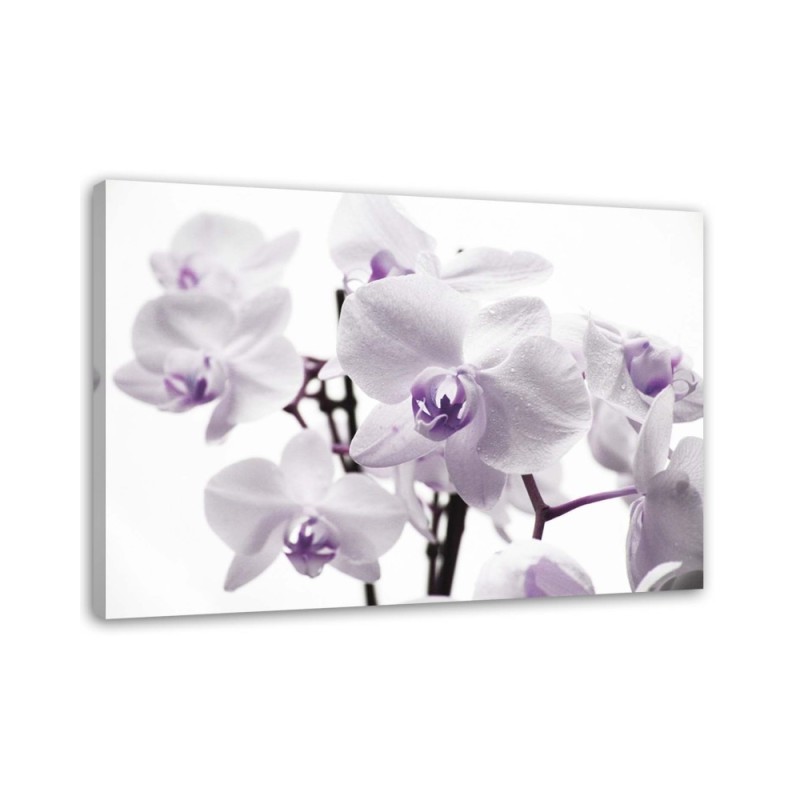 Wandbild für Wohnzimmer - Weiße und lila Orchidee | Feeby