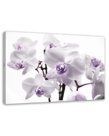 Wandbild für Wohnzimmer - Weiße und lila Orchidee | Feeby