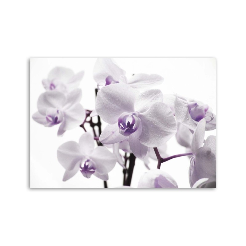 Wandbild für Wohnzimmer - Weiße und lila Orchidee | Feeby
