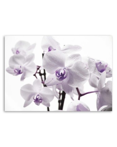 Wandbild für Wohnzimmer - Weiße und lila Orchidee | Feeby