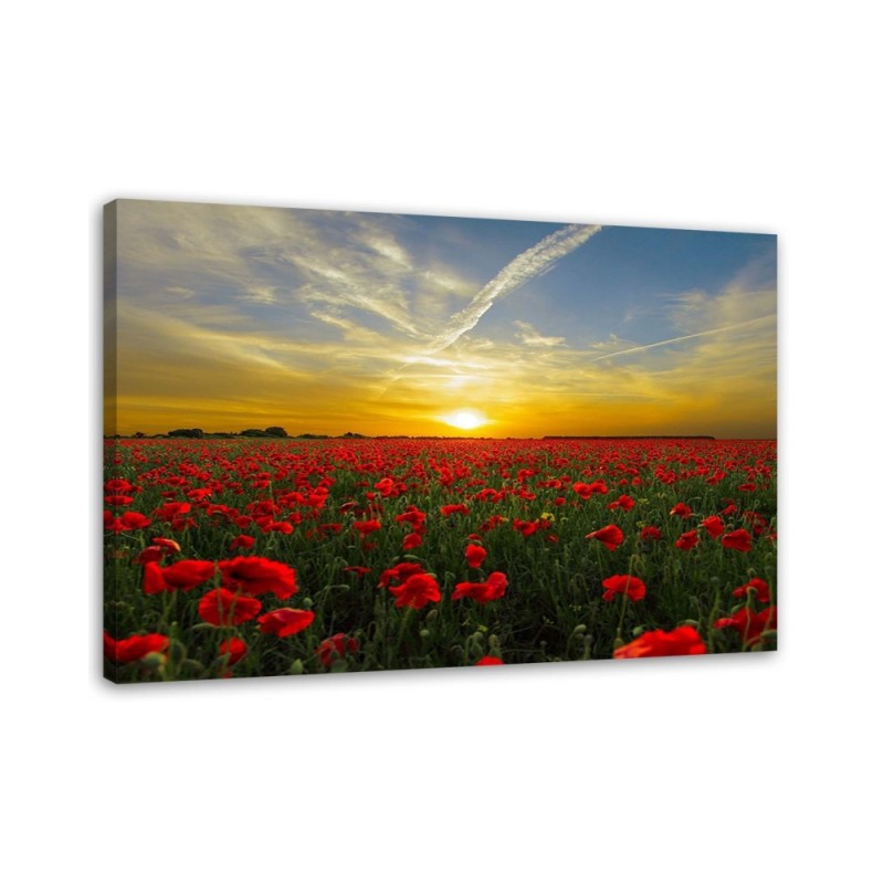 Leinwandbild - Wiese voller roter Mohnblumen in der Sonne | Feeby