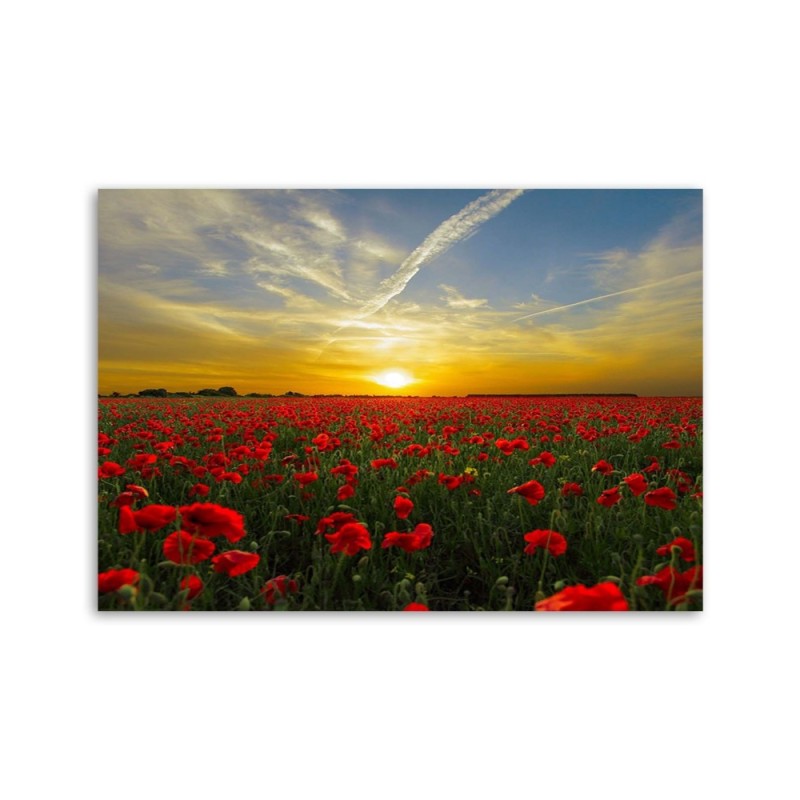 Leinwandbild - Wiese voller roter Mohnblumen in der Sonne | Feeby