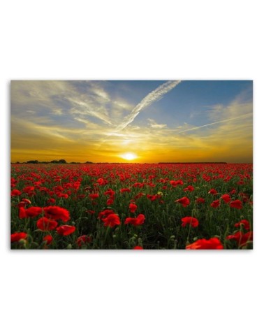 Leinwandbild - Wiese voller roter Mohnblumen in der Sonne | Feeby