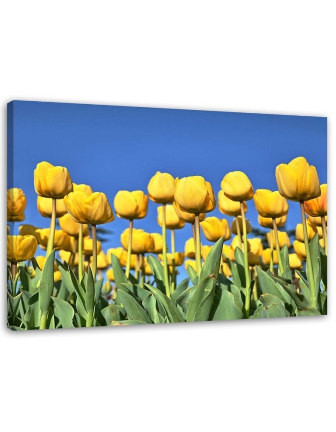 Modernes Wandbild - Gelbe Tulpen auf einer Wiese | Feeby