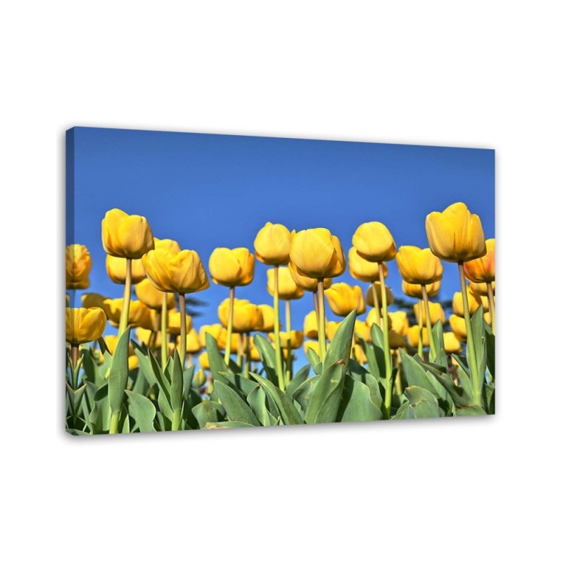 Modernes Wandbild - Gelbe Tulpen auf einer Wiese | Feeby