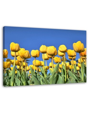 Canvas print modern - Yellow tulips in a meadow | FEEBY