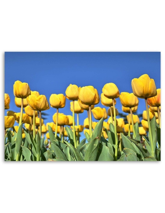 Canvas print modern - Yellow tulips in a meadow | FEEBY
