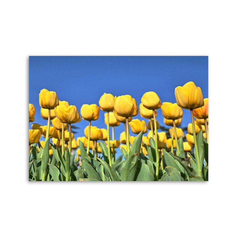 Modernes Wandbild - Gelbe Tulpen auf einer Wiese | Feeby