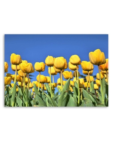 Modernes Wandbild - Gelbe Tulpen auf einer Wiese | Feeby