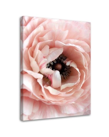 Bild auf Leinwand - Pastellfarbene Pfingstrose | Feeby