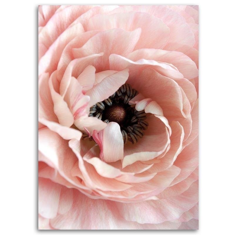 Bild auf Leinwand - Pastellfarbene Pfingstrose | Feeby