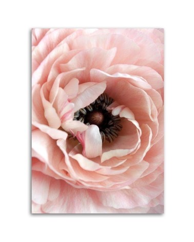 Bild auf Leinwand - Pastellfarbene Pfingstrose | Feeby