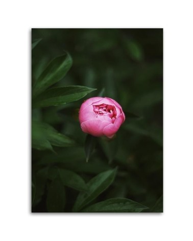 Bild auf Leinwand - Rosa Blütenknospe | Feeby