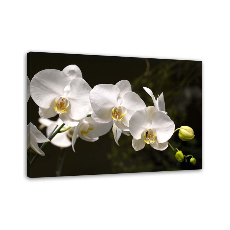 Leinwandbild - Weiße Orchideen auf schwarzem Hintergrund | Feeby