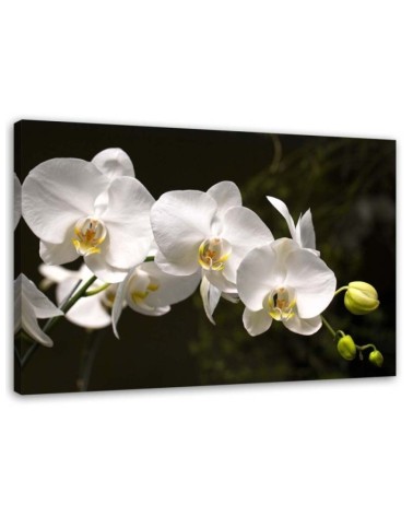 Leinwandbild - Weiße Orchideen auf schwarzem Hintergrund | Feeby