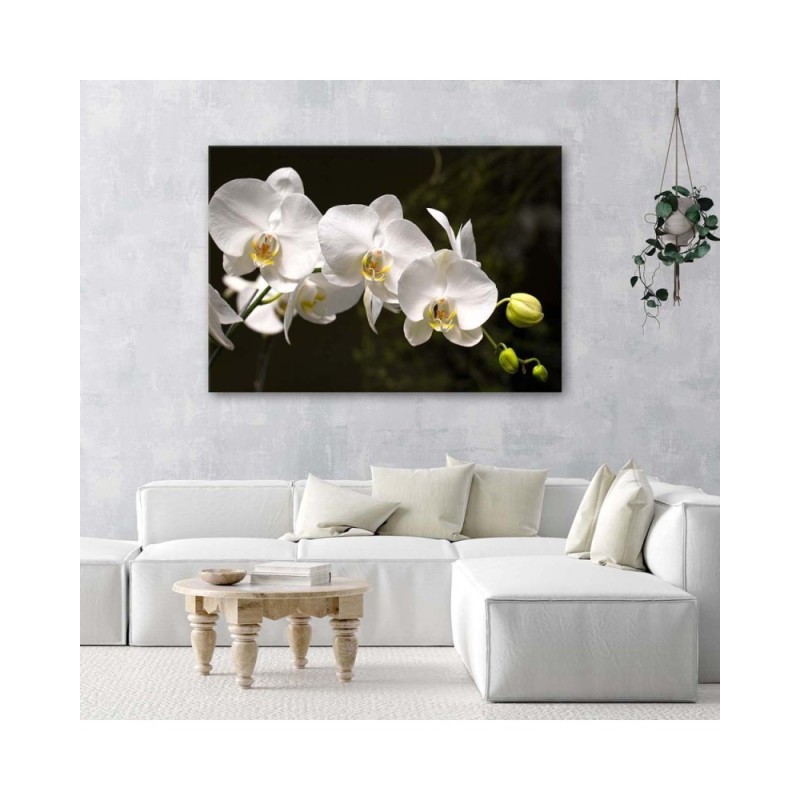 Leinwandbild - Weiße Orchideen auf schwarzem Hintergrund | Feeby