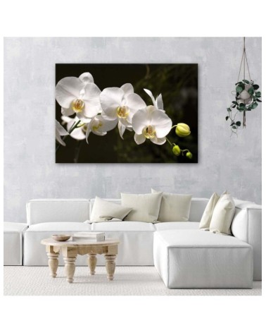 Leinwandbild - Weiße Orchideen auf schwarzem Hintergrund | Feeby