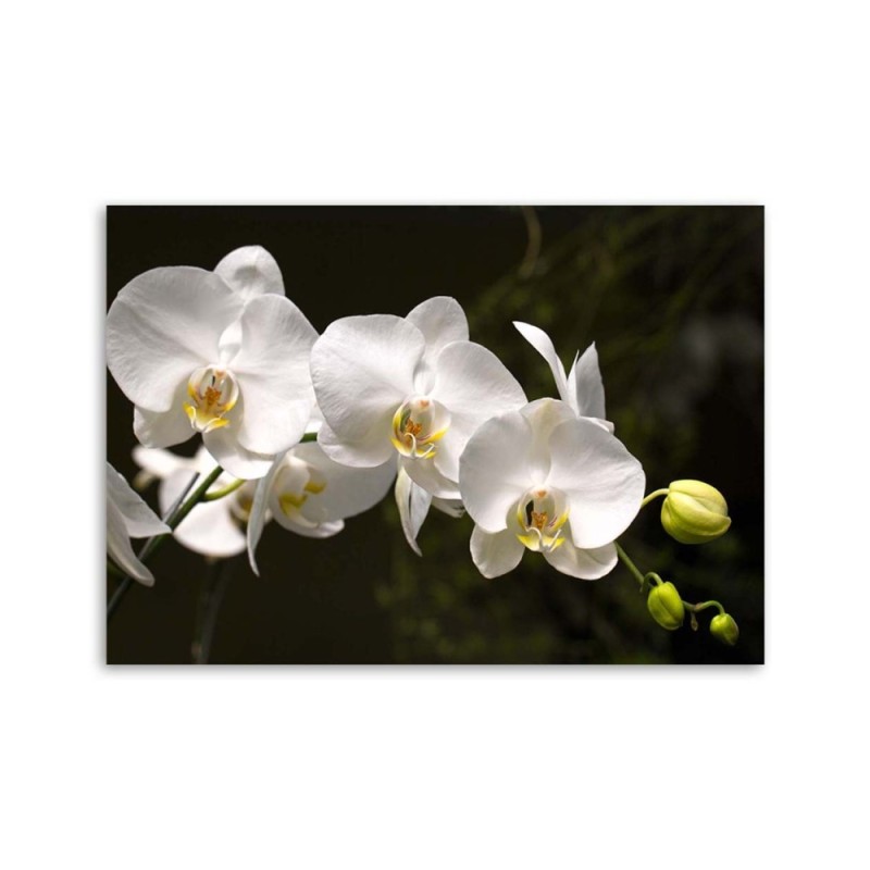 Leinwandbild - Weiße Orchideen auf schwarzem Hintergrund | Feeby