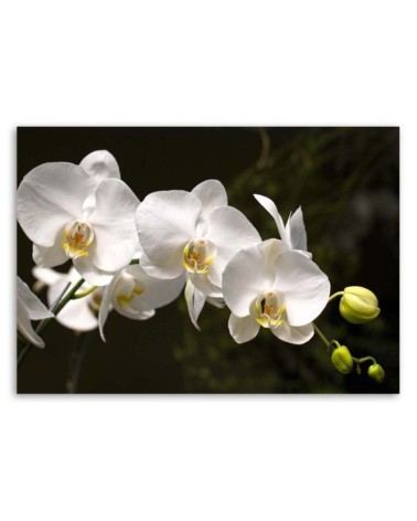 Leinwandbild - Weiße Orchideen auf schwarzem Hintergrund | Feeby
