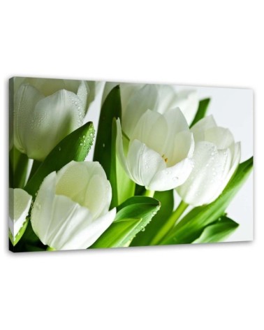 Leinwandbild - Weiße Tulpen | Feeby