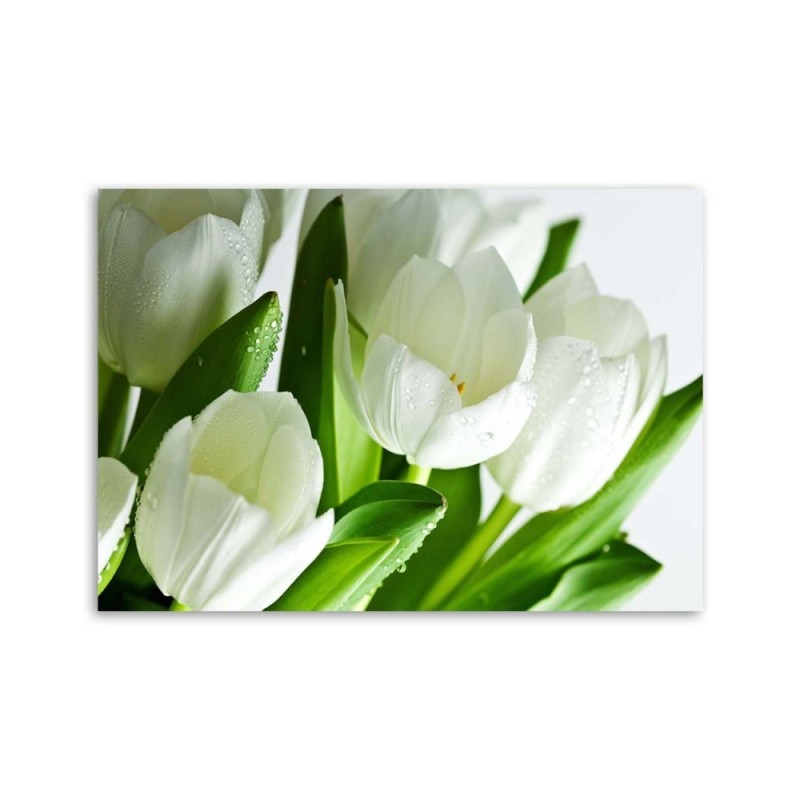 Leinwandbild - Weiße Tulpen | Feeby